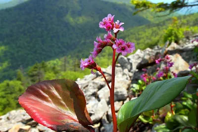 Купить Бадан толстолистный (Bergenia crassifolia) от 299 руб. в  интернет-магазине Архиленд с доставкой почтой по Москве и в регионы