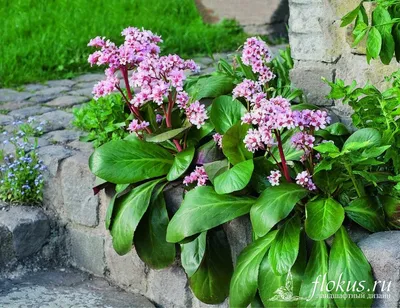 Бадан (Bergenia). Описание, выращивание, посадка и уход |  -  ландшафтный дизайн