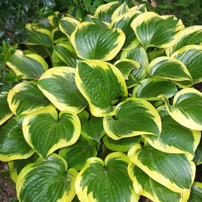 Хоста подорожниковая (Hosta plantaginea) - PictureThis