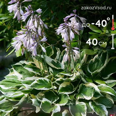 Купить Хоста гибридная (листья зеленые) (Hosta hybrida) от 399 руб. в  интернет-магазине Архиленд с доставкой почтой по Москве и в регионы