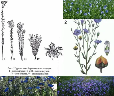 Ботаническое описание разновидностей льна | АГРОЛАЙФ | Блог о сельском  хозяйстве | Дзен