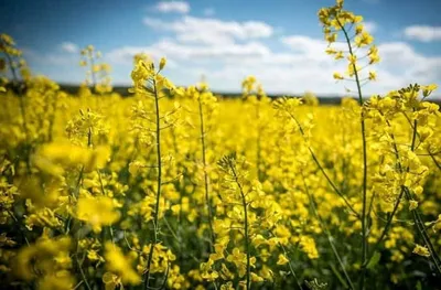 Культура посева рапса озимого — Белрынок