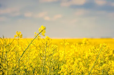 Рапс — Вікіпедыя