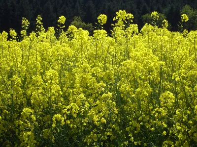 Научно-производственная компания «АгроЛидер» - Альбит защитит рапс от  пестицидного стресса, повысит урожайность и масличность семян