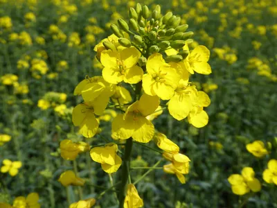 рапс. желтые цветы для рапса на деревянном фоне. рапсовое растение Colza  Rapeseed for Green Стоковое Фото - изображение насчитывающей зеленый,  варить: 220982068