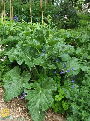 Ревень волнистый (Rheum Rhabarbarum)