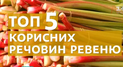 Видео — Ревень, румбарбар: чем полезно это растение и с чем его едят —  Страница видео