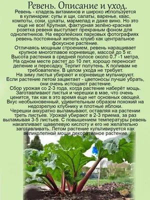 Ревень Хольштайнер Блут купить с доставкой почтой по РФ, СДЭК курьер, ПВЗ,  цены и фото