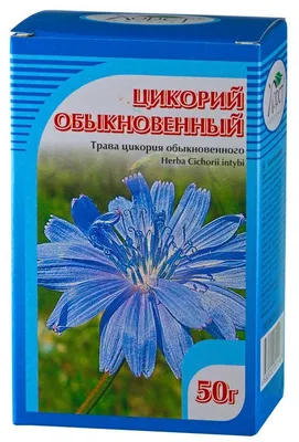 Полезный цикорий: как он растет, и что из него можно приготовить - 