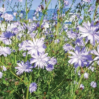 Цикорий корневой (Cichorium Intybus)