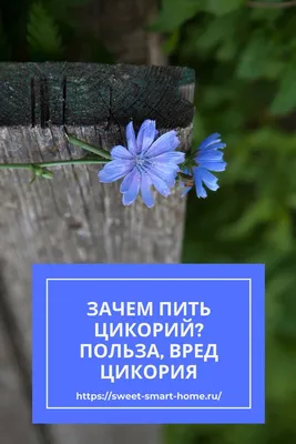 растение цикория на черном фоне Стоковое Изображение - изображение  насчитывающей медицинско, цикорий: 229227751