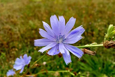 Cichorium. Цикорий Cichorium Intybus. Род Растений В Племени Одуванчиков В  Семье Подсолнечника. Многолетнее Растение С Синими Или Лавандовыми Цветами.  Сбор Трав. Цифровое Искусство. Фотография, картинки, изображения и  сток-фотография без роялти. Image ...