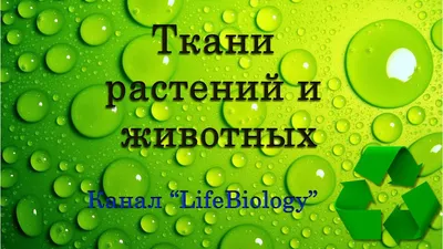 Красная книга: натуралисты из Новосибирска собрали информацию о редких  видах животных и растений - Recycle