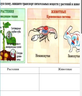 Стволовые клетки растений и животных: две стороны одной медали. Часть 1 –  тема научной статьи по биологическим наукам читайте бесплатно текст  научно-исследовательской работы в электронной библиотеке КиберЛенинка