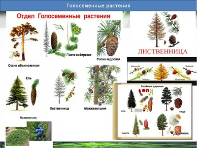 Картинки лесные цветы и травы с названиями (68 фото) » Картинки и статусы  про окружающий мир вокруг