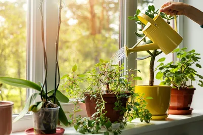 10 главных правил полива комнатных растений. Фото — Ботаничка