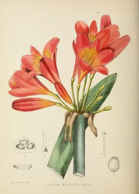 Цветущие растения Африки The flowering plants of Africa Hold. Smithsonian  Libraries Publ. Pretoria | Flower drawing, Lilies drawing, Flower  illustration