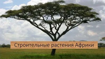 Растения Африки: где находятся необычные цветы тропических саванн, редкие  виды