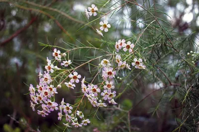 Растения австралии (32 фото) - 32 фото