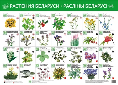 Лекарственные растения Беларуси - природная аптека