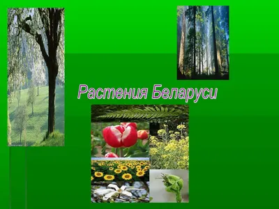 Ядовитые растения Беларуси