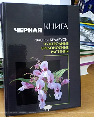 В Беларуси проводят конкурс, где впервые выберут дикорастущее растение,  которое станет символом 2024 года