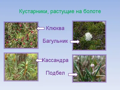 Что растет на болоте? Прекрасная флора страшных топей. Ерник, гонобобель и  болотный янтарь | Полярная крачка | Дзен