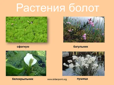 Растения болота картинки