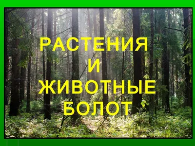 Собирая ягоды «комбайнами», люди портят экосистему латгальских болот /  Статья