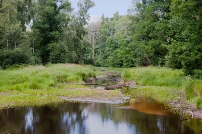 Растения озер и болот Рязанской области | 