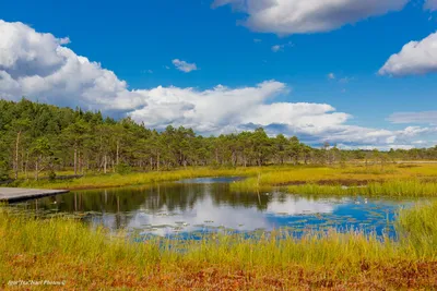 Фотография Растения болотных и околоболотных ландшафтов Полистовского  заповедника ( начало лета) | Фотобанк ГеоФото/GeoPhoto | GetImages Group