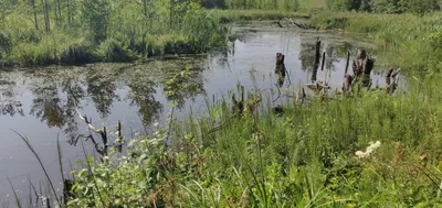 картинки : болотный, Литва, Заболоченные земли, воды, Растения, Дикий,  лето, растение, Береза, дерево, Деревьями, Freshwater marsh, Природный  ландшафт, Растительность, окружающая среда, естественный запас, банка, Фен,  Прибрежная зона, Пруд, Биома ...