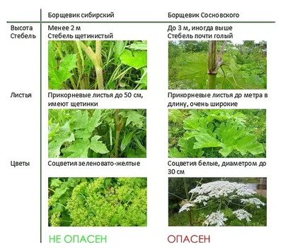 Чем опасен борщевик