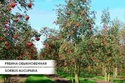 Franklinia alatamaha – Франклиния алатамаха — Bruns Pflanzen