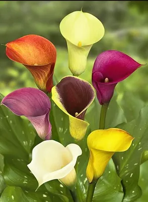 Калла (Calla) микс в горшке купить в Лунинце, закажи, а мы доставим.