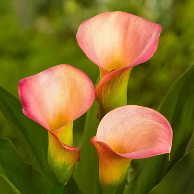 Калла - купить с доставкой по Киеву - лучшие цены на Комнатные растения в  интернет магазине доставки цветов STUDIO Flores