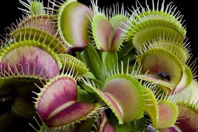 3 хищных растения для дома, которые избавят вас от насекомых - фото