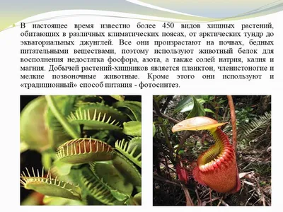 Томичей приглашают посмотреть на растения-хищники - Томский Обзор – новости  в Томске сегодня