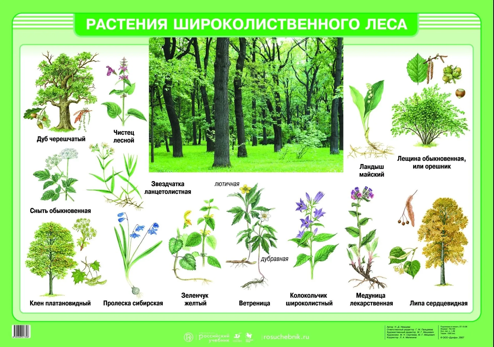 Названии растении и рисунки