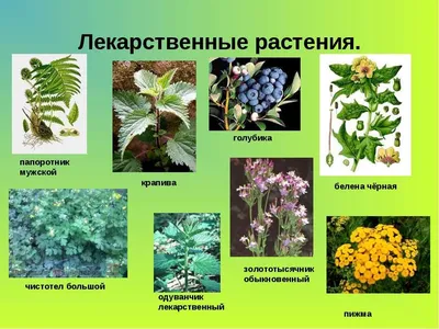 Какие лесные цветы могут стать гордостью вашей клумбы | В цветнике  (Огород.ru)