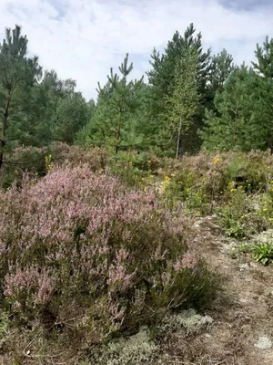 Вереск. Лесной красавец в наших садах | 🌿Школа садоводов ▷ Марии В. | Дзен