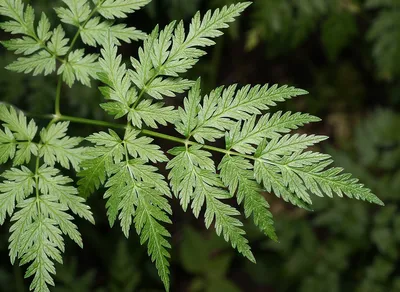 Фотокаталог растений: Купырь лесной (Anthriscus sylvestris)