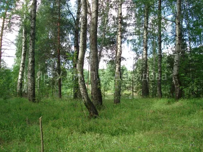 Горошек лесной — Википедия
