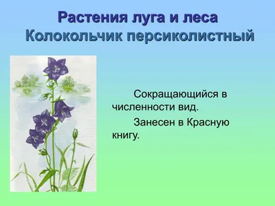 PPT - Растения луга и леса Венерин башмачок PowerPoint Presentation -  ID:7073668