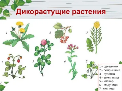Флора Беларуси - Отдых в Беларуси