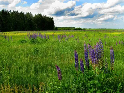 Растения луга Воронежской области (20 фото). Воспитателям детских садов,  школьным учителям и педагогам - Маам.ру