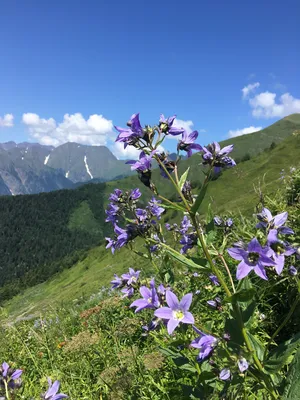 Альпийские цветы в горах Красной Поляны