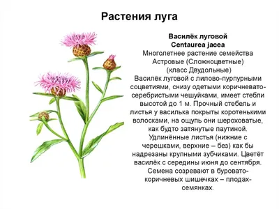 Презентация по окружающему миру на тему "Жизнь луга. Луг - природное  сообщество"(4 класс)