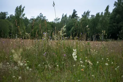 5 лучших и 5 неподходящих цветов для луга в стиле Naturgarten | Сад под  Петербургом | Дзен