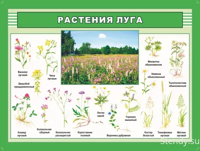 картинки : природа, филиал, лужайка, луг, лист, мороз, лето, Зеленый,  Осень, ботаника, Флора, Растения, Дикий цветок, цветы, Сорняк, Семена,  Чертополох, Лесистая местность, зеленая трава, Макросъемка, Солнечный день,  цветущее растение, Маргаритка, Пух ...